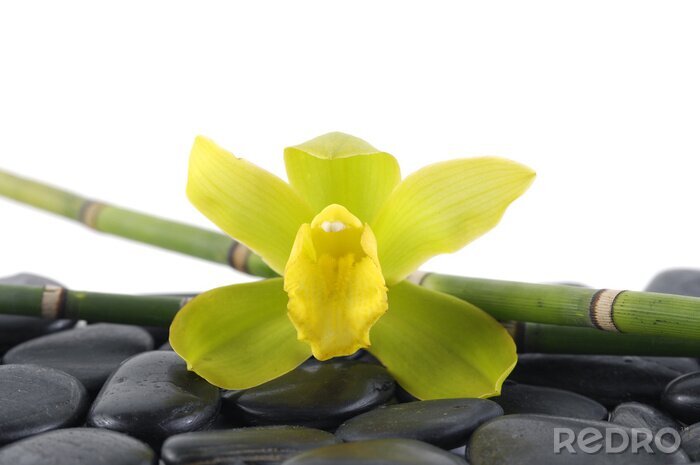 Sticker  Macro d'orchidée vert avec bambouseraie sur galets