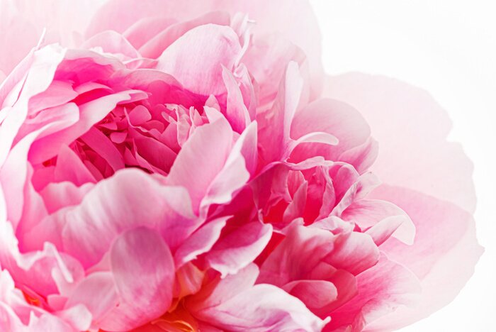 Sticker  Macro de pivoine rose parfumée