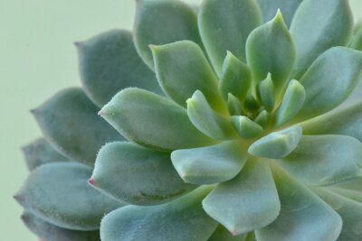 Sticker  Macro of succulent plant - Echeveria
