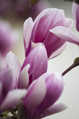 Macrophotographie d'un magnolia violet