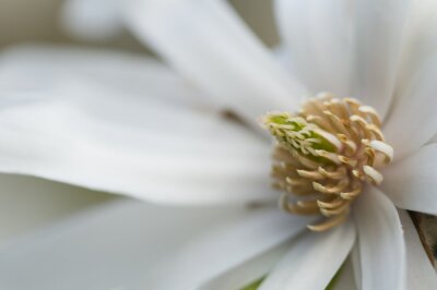 Sticker  Macrophotographie du centre d'un magnolia