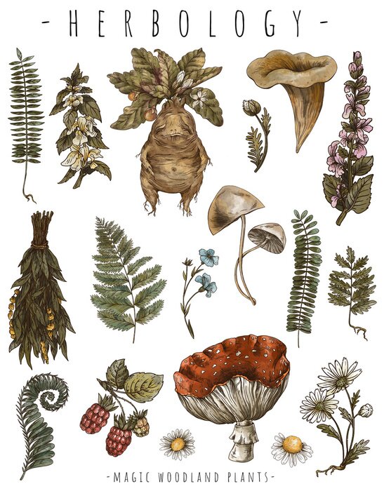 Sticker  Magic plants, witch's herbs mandrake root, wicca occult greeting card. Witchcraft mystery herbology