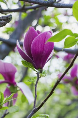 Magnolia 3D mauve