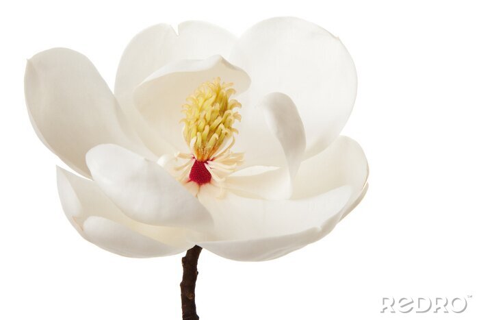 Sticker  Magnolia à étamines apparentes