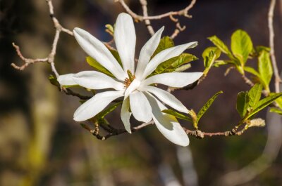 Sticker  Magnolia à fleurs blanches