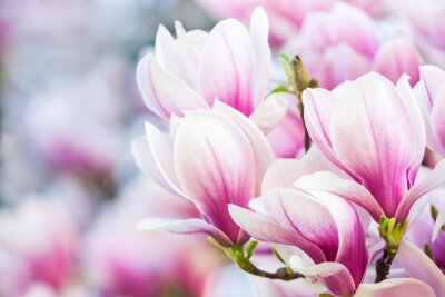 magnolia à fleurs roses