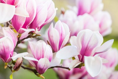 magnolia à fleurs roses