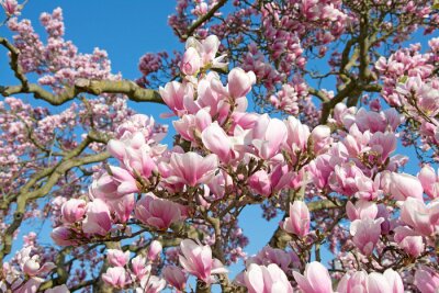 Magnolia à floraison luxuriante