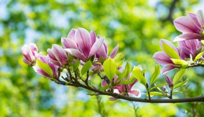 Sticker  Magnolia aux feuilles vertes juteuses