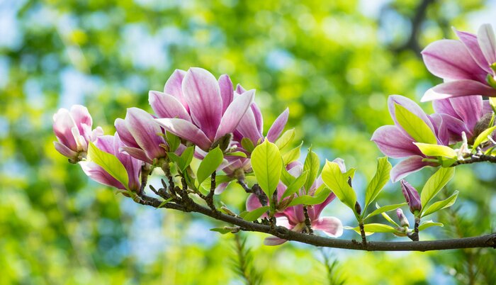 Sticker  Magnolia aux feuilles vertes juteuses