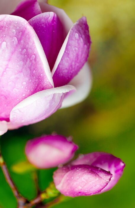 Sticker  Magnolia avec des cristaux de gouttes d'eau