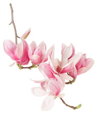 Magnolia avec fleurs roses
