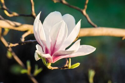 Magnolia blanc gros plan
