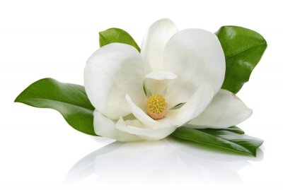 Magnolia blanc sur fond blanc