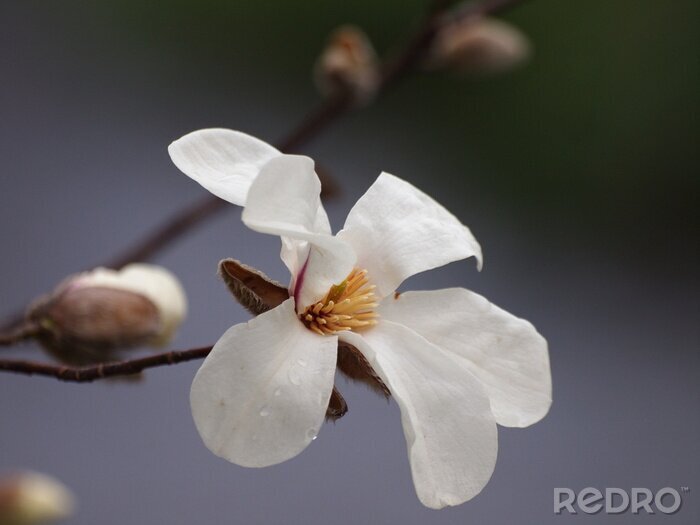 Sticker  Magnolia en pleine floraison