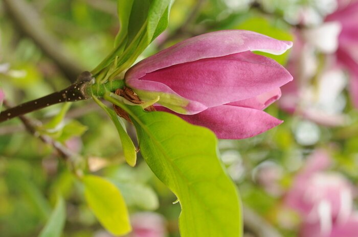 Sticker  Magnolia et feuilles sur l'arbuste