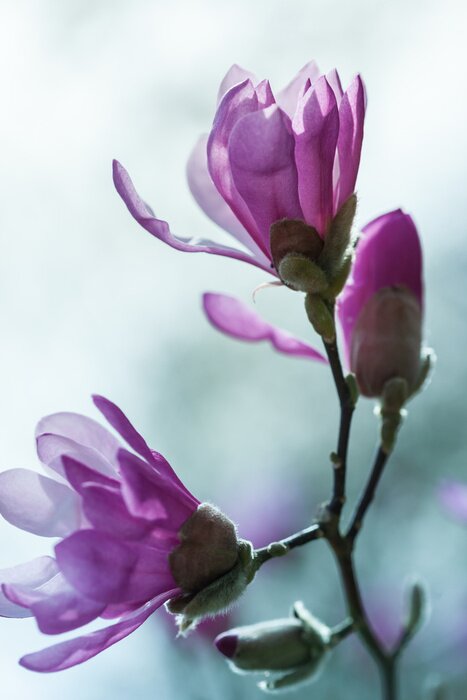 Sticker  Magnolia mauve dans le jardin