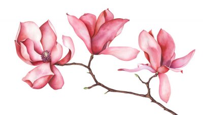 Sticker  Magnolia rose sur une branche