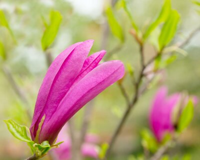 Sticker  Magnolia rose sur une branche