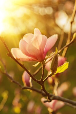 Magnolia sous le soleil