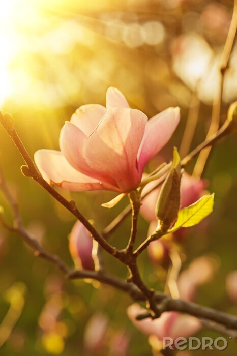 Sticker  Magnolia sous le soleil