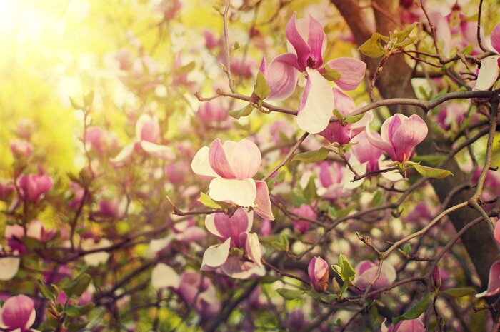 Sticker  Magnolia sur l'arbuste