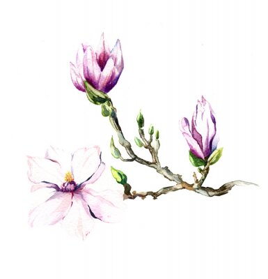Sticker  Magnolia sur une aquarelle