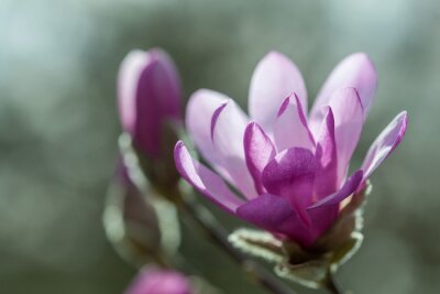 Magnolia violet foncé en fleur