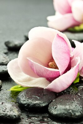 Sticker  Magnolia z kamieniami faire spa