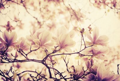 Magnolias aux tonalités claires