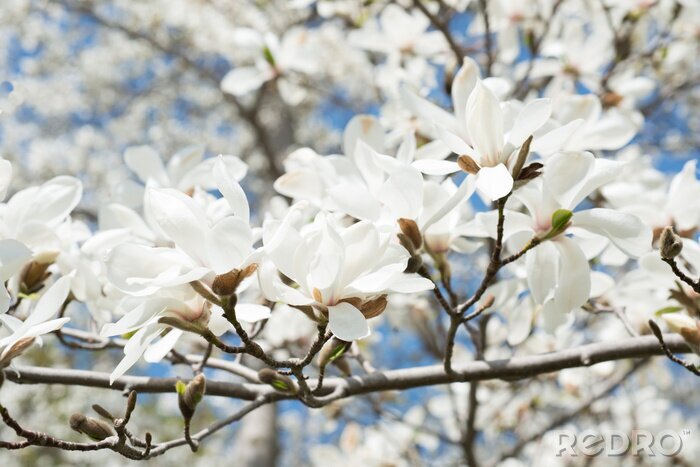 Sticker  Magnolias blancs à floraison luxuriante