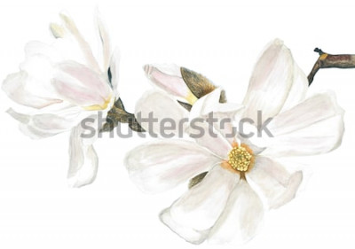 Sticker  Magnolias blancs sur une branche