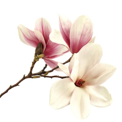 Magnolias couleurs rose et crème