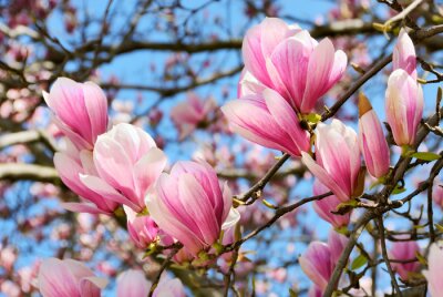 Magnolias en fleurs au printemps