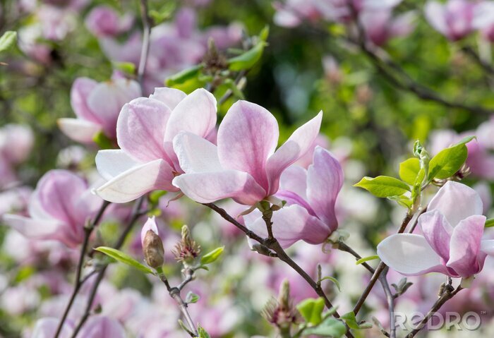 Sticker  Magnolias en fleurs dans le parc