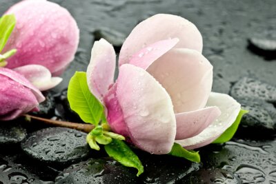 Magnolias et pierre SPA