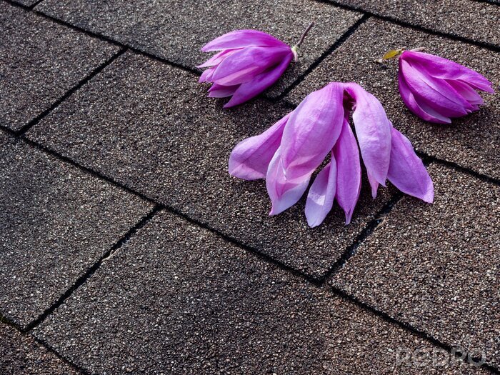 Sticker  Magnolias gisant sur le sol