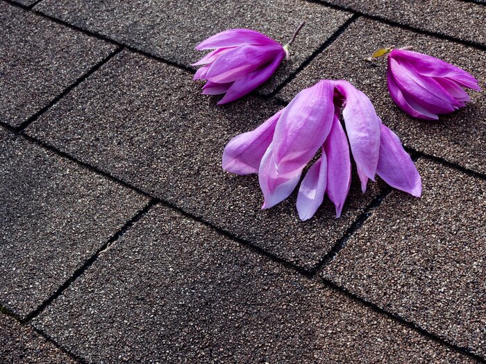 Sticker  Magnolias gisant sur le sol