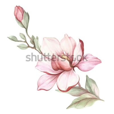 Sticker  Magnolias peints