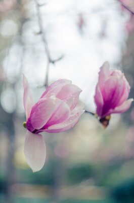 Magnolias roses en photographie artistique