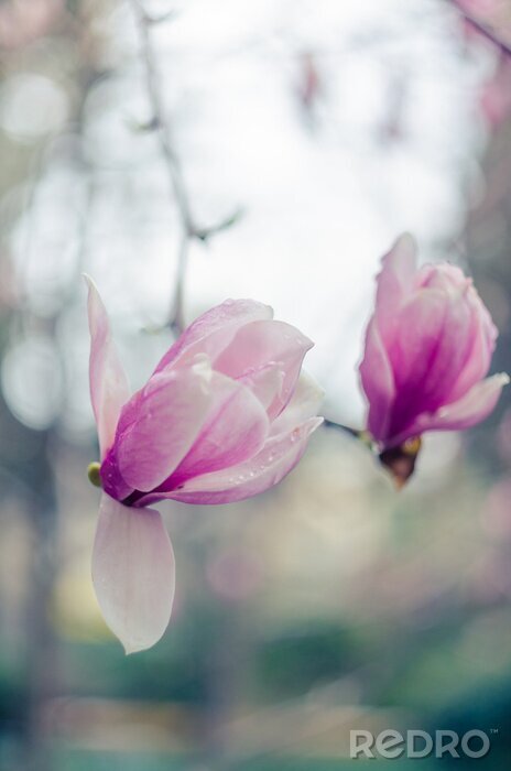 Sticker  Magnolias roses en photographie artistique