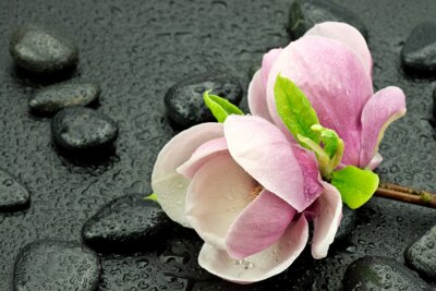 Magnolias roses, pierres et gouttes d'eau