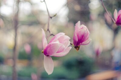 Magnolias sur fond flou