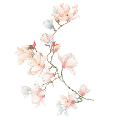 Magnolias sur une branche d'un buisson en fleurs