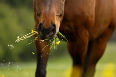 Manger du cheval dans le pré