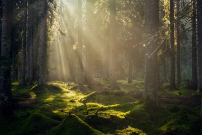 Matin ensoleillé dans un paysage forestier vert