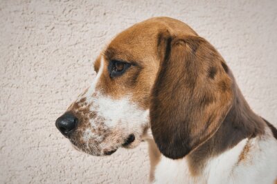 Sticker  Mignon, beagle, triste, yeux, adoption, concept