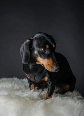 Sticker  Mignon, dachshund, portrait, studio