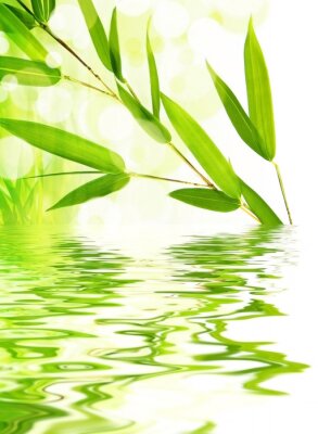 Mode feuilles de bambou sur l'eau