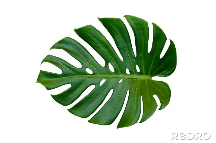Sticker  Monstera feuilles feuilles avec isoler sur fond blanc feuilles sur blanc